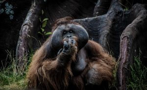 Sumatra - zwierzęta i rośliny